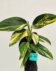 Monstera standleyana 'Cobra' - SALE