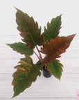 Philodendron serratum Caramel Marble