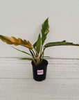 Philodendron serratum 'Caramel Marble'