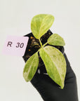 Philodendron giganteum Blizzard - SALE