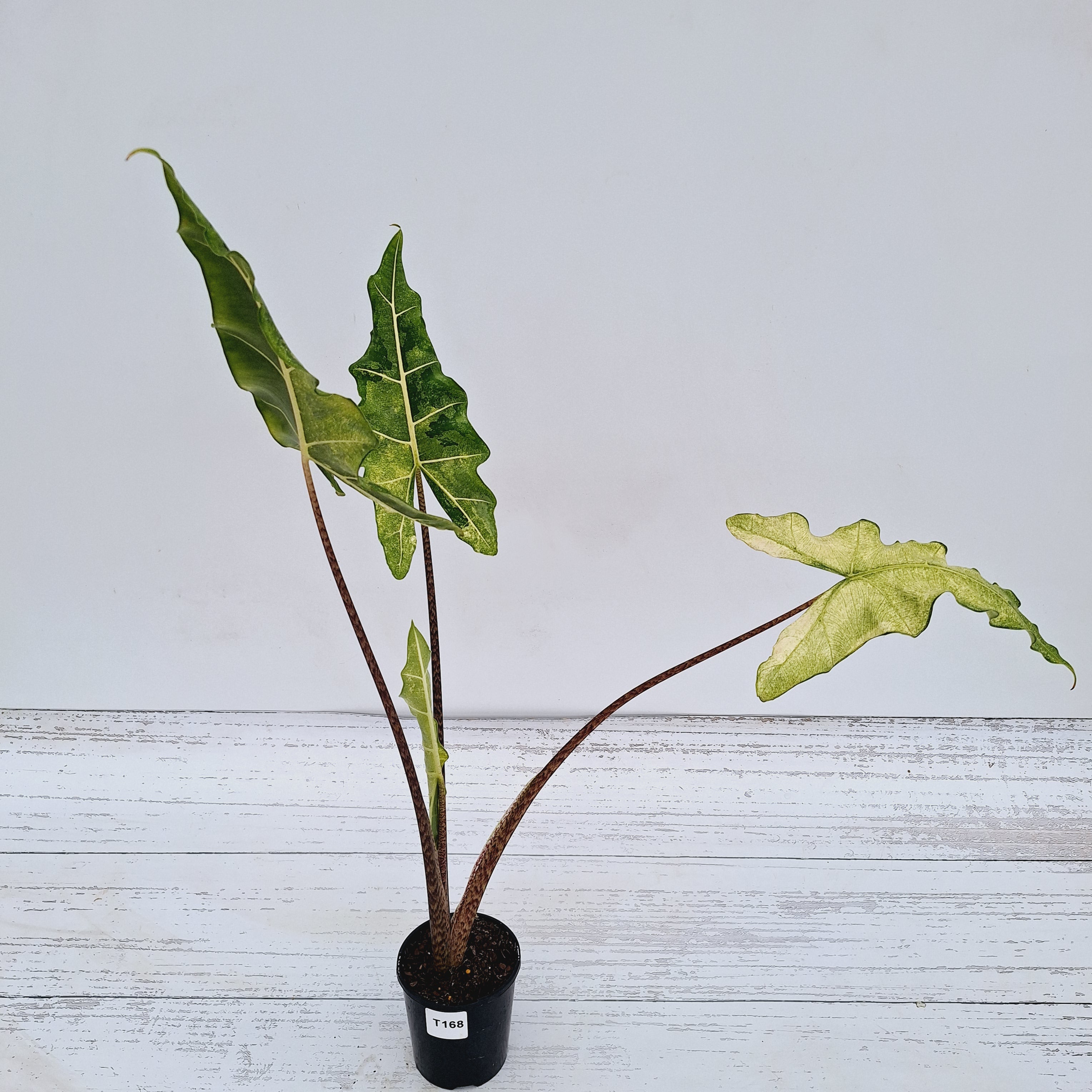 Alocasia sarian variegata