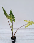Alocasia sarian variegata