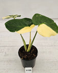 Monstera deliciosa Thai Constellation
