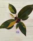 Philodendron 'Rojo Congo Variegated' 70mm