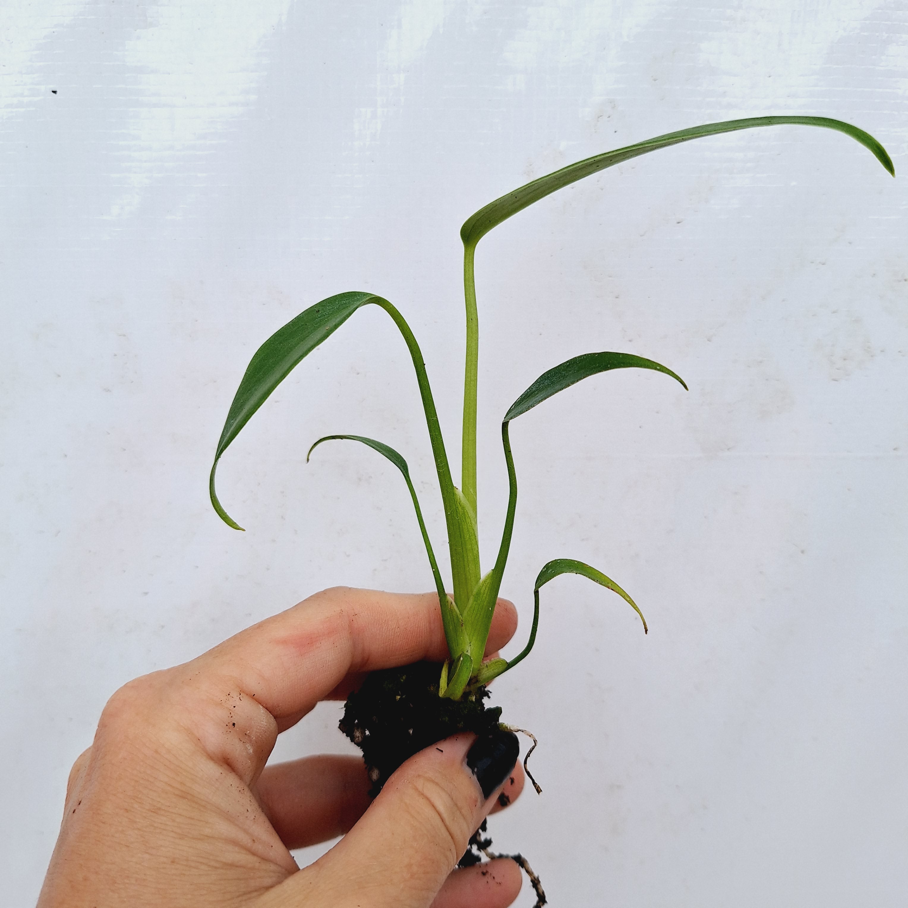 Monstera 'Burle Marx's Flame' - Bare Bottom Baby