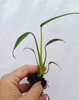 Monstera 'Burle Marx's Flame' - Bare Bottom Baby