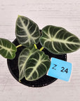 Alocasia no ID