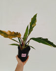 Philodendron serratum 'Caramel Marble'