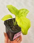 Homalomena rubescens Golden Hibiscus’ SALE