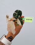 Alocasia reginula 'Black Velvet variegata'- Bare Bottom Baby