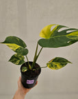 Monstera deliciosa Aurea 'Yellow Marilyn'