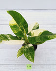 Philodendron imperial green variegata