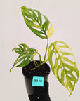 Monstera adansonii Variegata