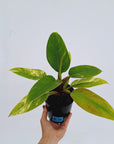 Philodendron imperial green variegata