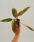 Philodendron erubescens Strawberry Shake