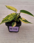 Philodendron pedatum 'Florida Beauty'