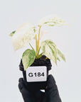 Homalomena rubescens ‘Cheese’