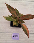 Philodendron 'Orange Princess' 70mm