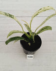 Epipremnum giganteum variegata