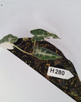 Alocasia Amazonica bambino Variegata - Bare Bottom Baby - SALE