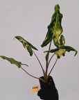 Alocasia sarian variegata