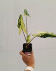 Alocasia sarian variegata
