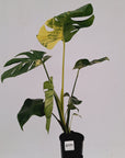 Monstera deliciosa Variegata