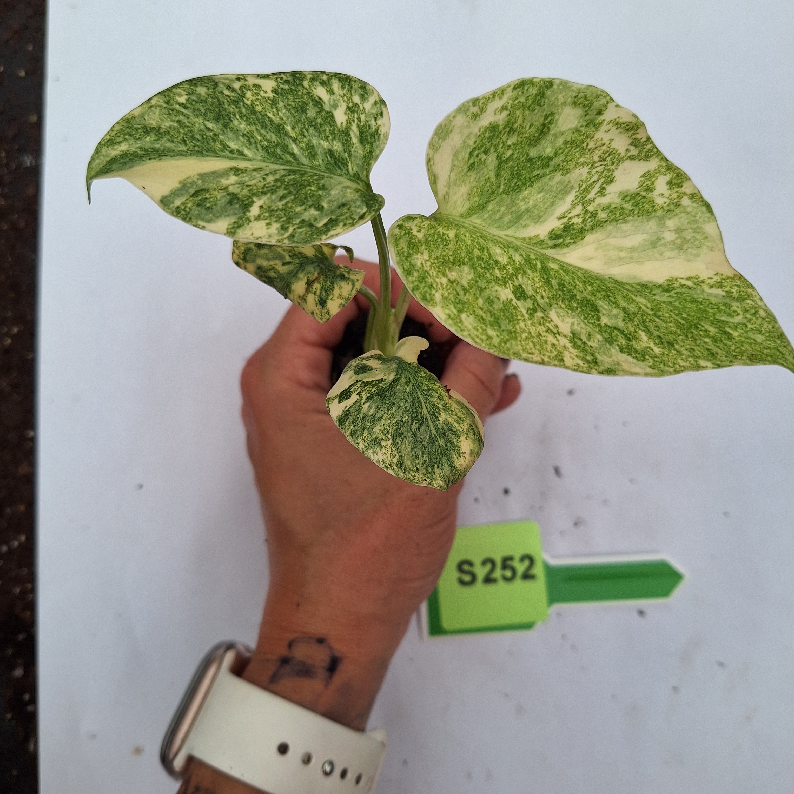 Monstera deliciosa Thai Green Snow - Bare Bottom Baby