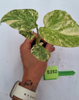 Monstera deliciosa Thai Green Snow - Bare Bottom Baby