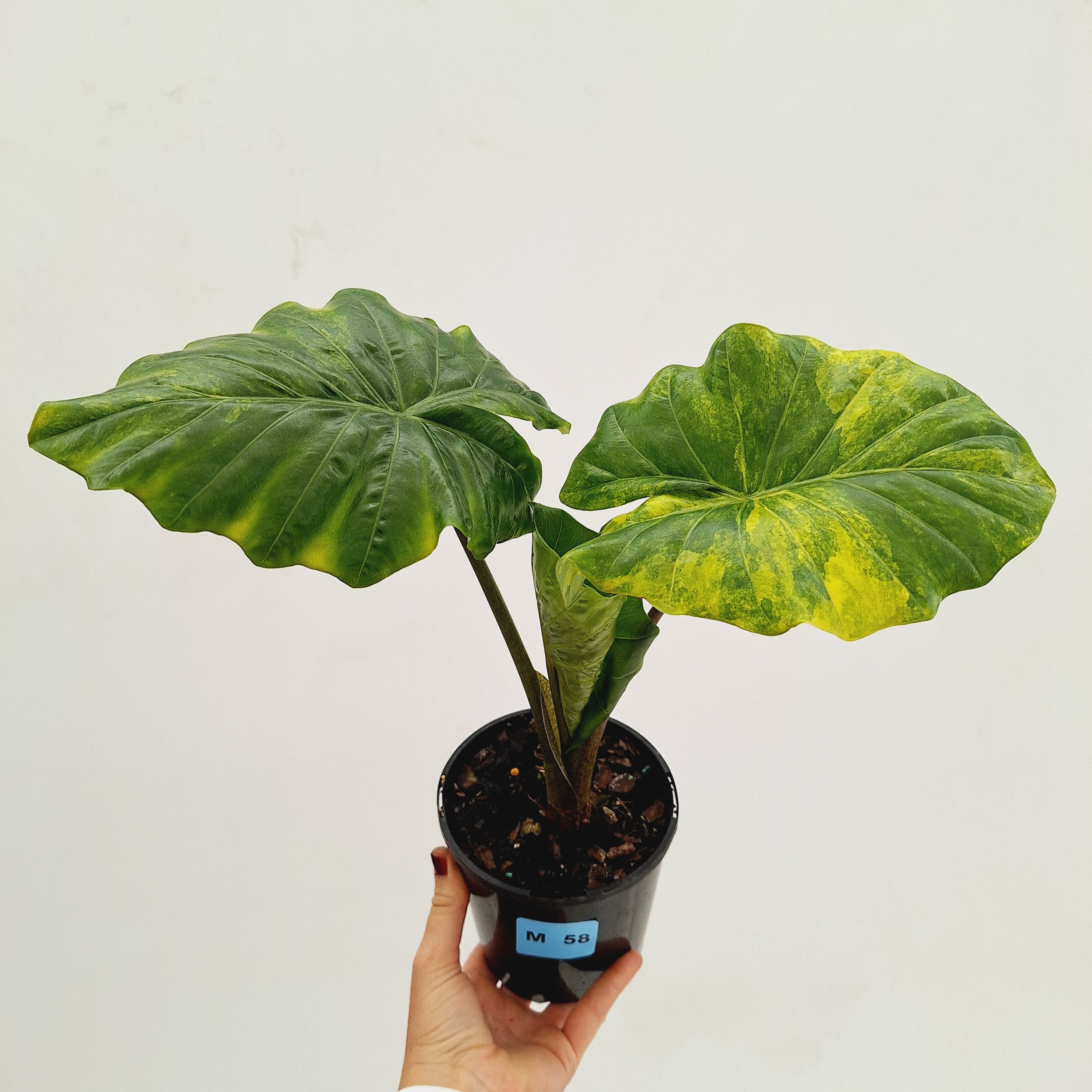 その他観葉植物 Alocasia portora Variegata Alocasia portora Variegata