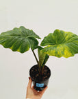 Alocasia Portora Variegata