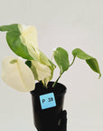 Monstera borsigiana 'Albo' - SALE
