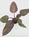 Philodendron 'Orange Princess' - FLASH SALE