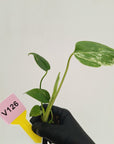 Monstera Deliciosa 'Bulbasaur - Bare Bottom Baby