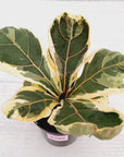 Ficus lyrata Variegata