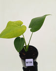 Monstera Deliciosa 'Mint' - SALE