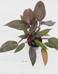 Philodendron 'Orange Princess' - FLASH SALE