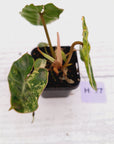 Philodendron billietiae Variegata