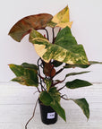Philodendron erubescens Strawberry Shake