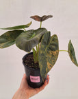Alocasia ‘wentii’ Variegated - Sale