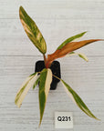 Philodendron serratum Caramel Marble