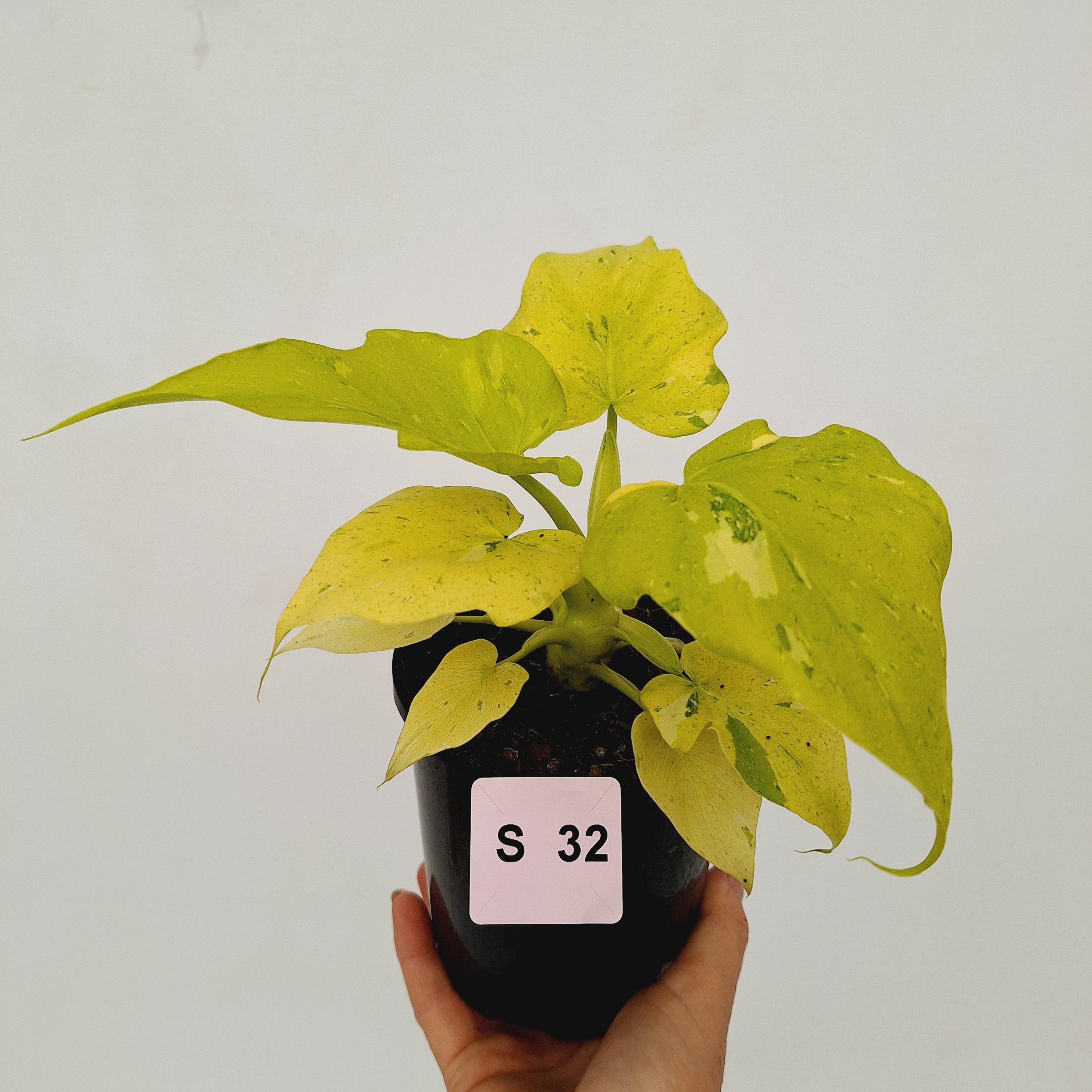 Philodendron warscewiczii Gold Variegata