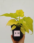 Philodendron warscewiczii Gold Variegata