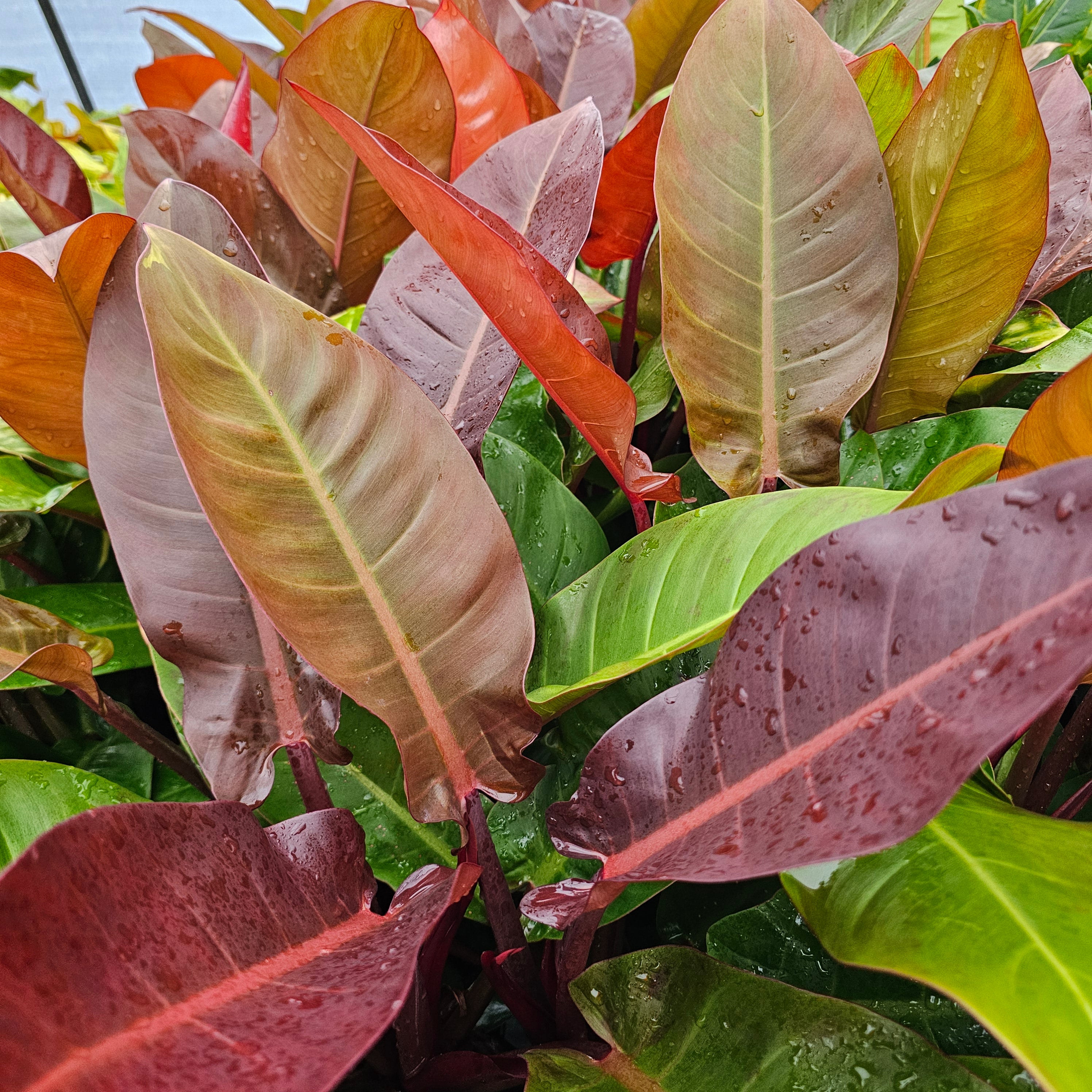 Philodendron Sun Red – Enliven Plants