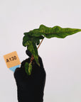 Alocasia tandurusa Jacklyn Variegata - Bare Bottom Baby