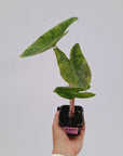 Alocasia 'Morocco' Variegata
