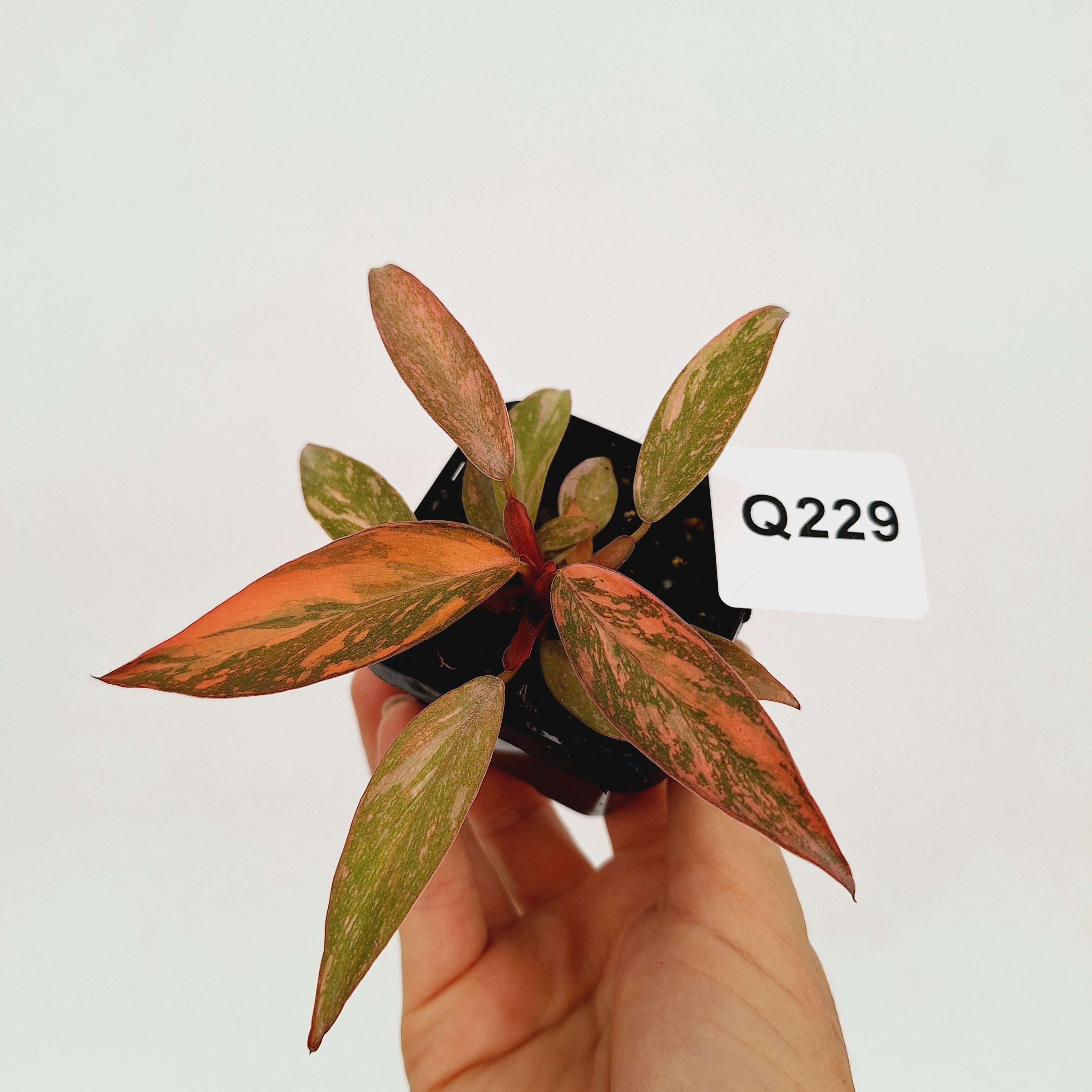 Philodendron 'Orange Princess'