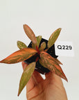 Philodendron 'Orange Princess'
