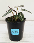 Alocasia Amazonica bambino Variegata