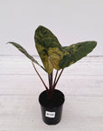 Alocasia macrorrhizos 'plumbea Variegata'